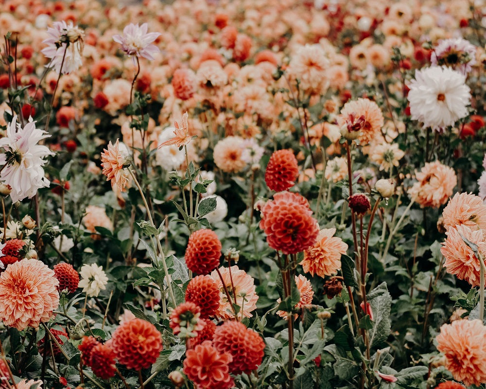 champ de dahlias rouges et roses