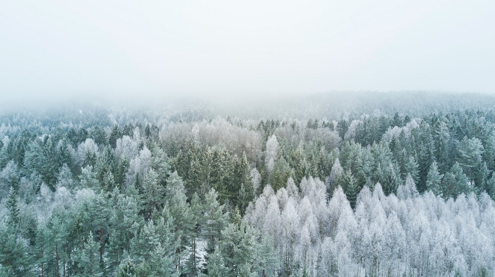 forêt de sapins sous la neige