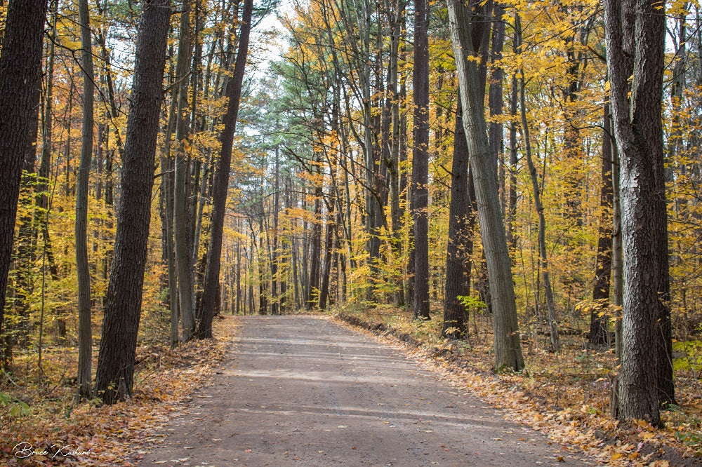 route bordée d'une forêt d'arbres en automne