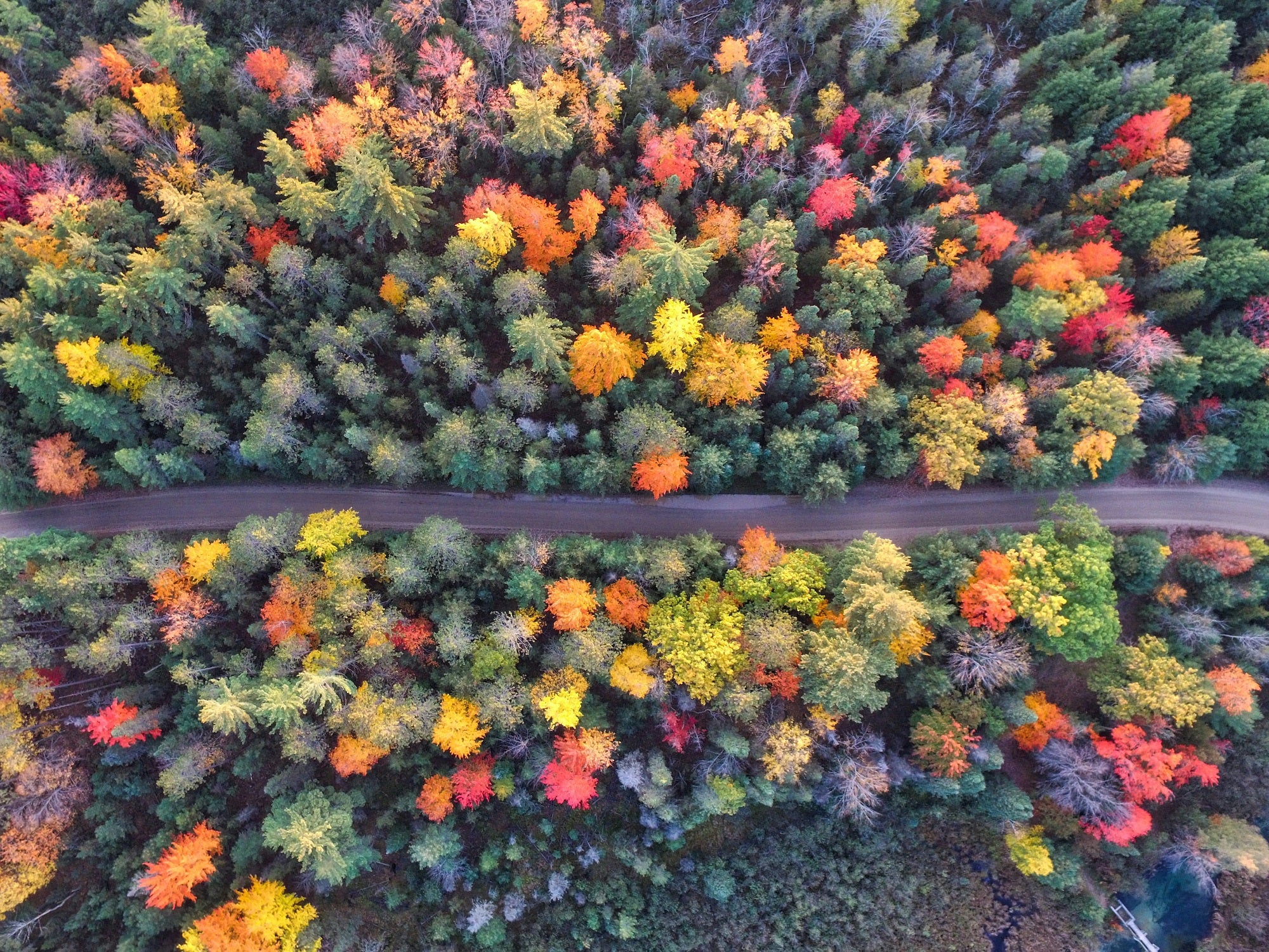 forêt en automne vue du haut