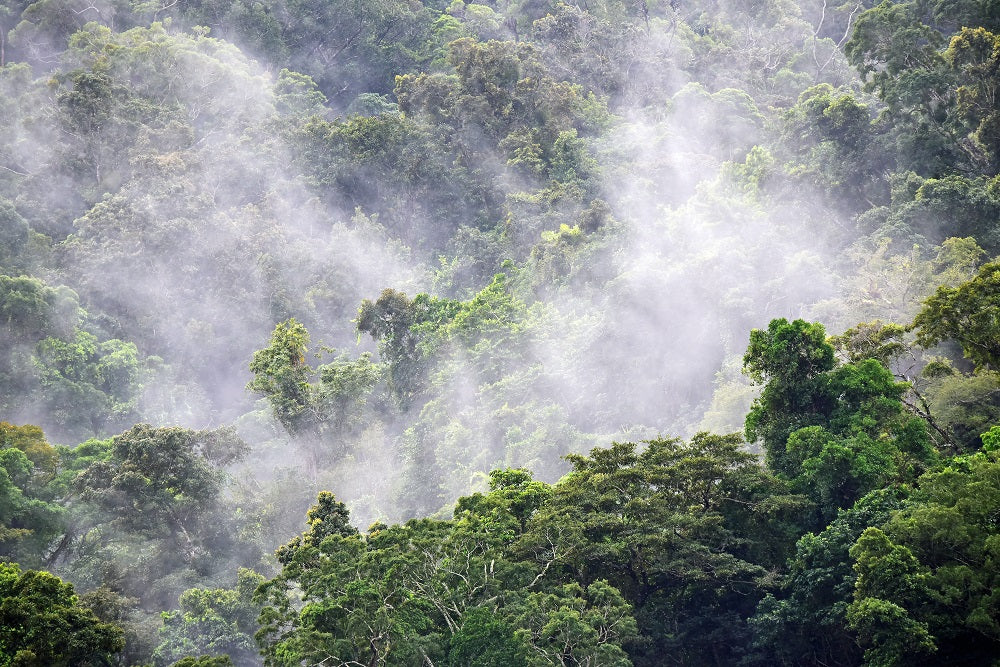 forêt primaire dans la brume
