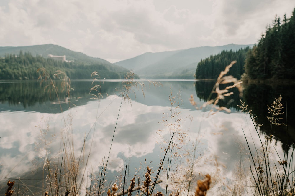 paysage de lac entouré de forêt