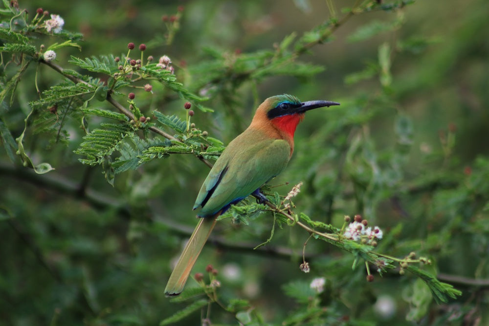 oiseau tropical posé sur une branche