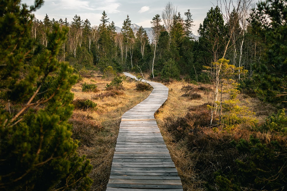 chemin en bois dans la forêt